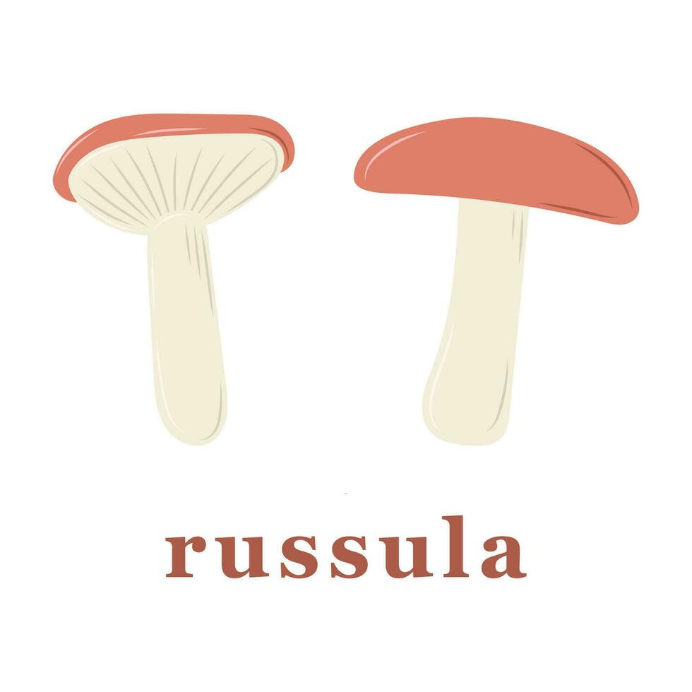 Set of russula mushrooms. edible mushrooms. Isolated vector illustration.
