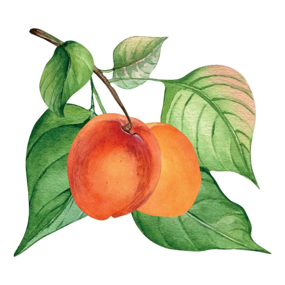 acuarela ilustración de rama con albaricoque, verde hojas aislado en blanco. pintura Fruta árbol, frutaje mano dibujado. diseño elemento para tarjeta, paquete, póster, etiqueta mermelada, cosmético, jugo, petróleo vector