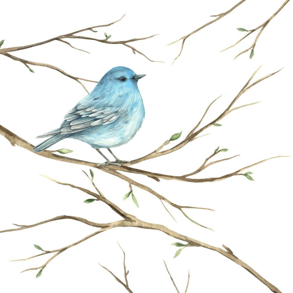 Watercolor bluebird on branches in spring. The illustration is hand drawn on an isolated background. Drawing for greeting cards, invitations, posters, book illustrations, fabric, design, wallpaper vector