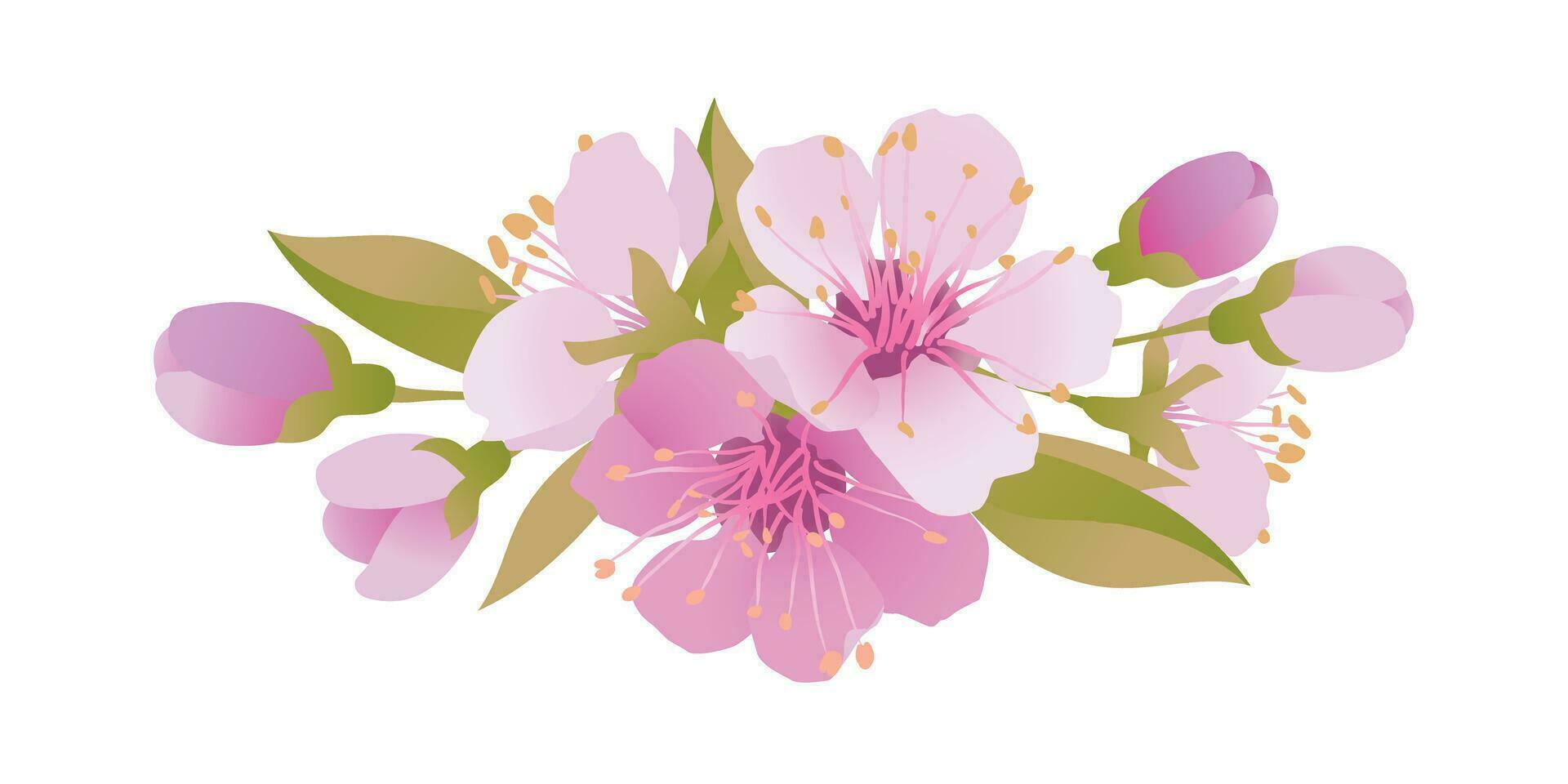 Vector sakura flowers. Isolated realistic cherry bouquet. Spring, time for festivals. Onnu is traditionally a revered flower in Japan and China. Flowers for Mother's Day.