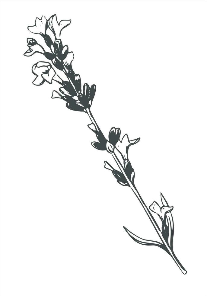 Lavender black and white line drawing. Vector fragrant wildflower on a white background. Engraving with wildflowers. Provence style. Ingredient for perfumes and cosmetics.