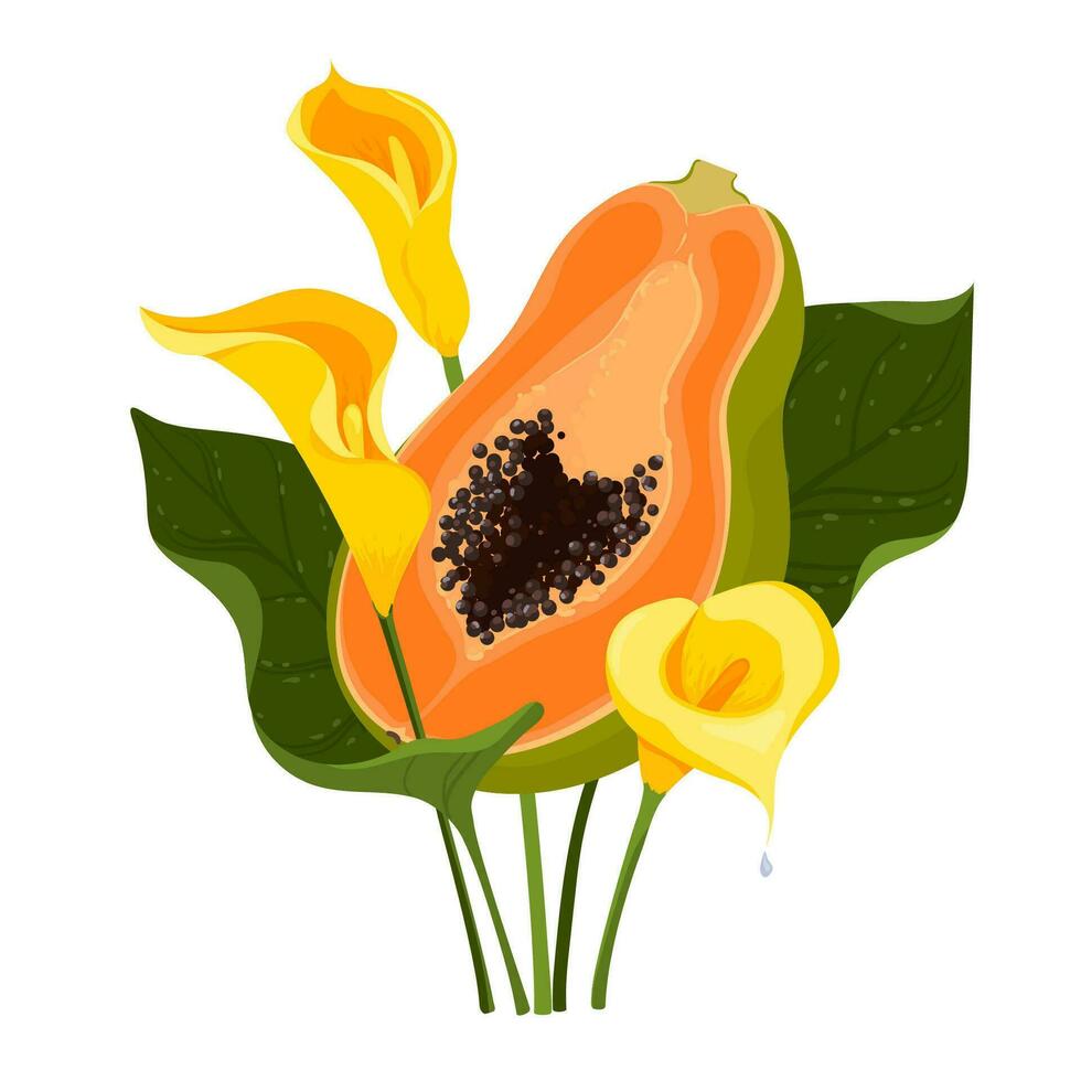 Half of a papaya fruit and three calla lilies with green leaves on a white background vector