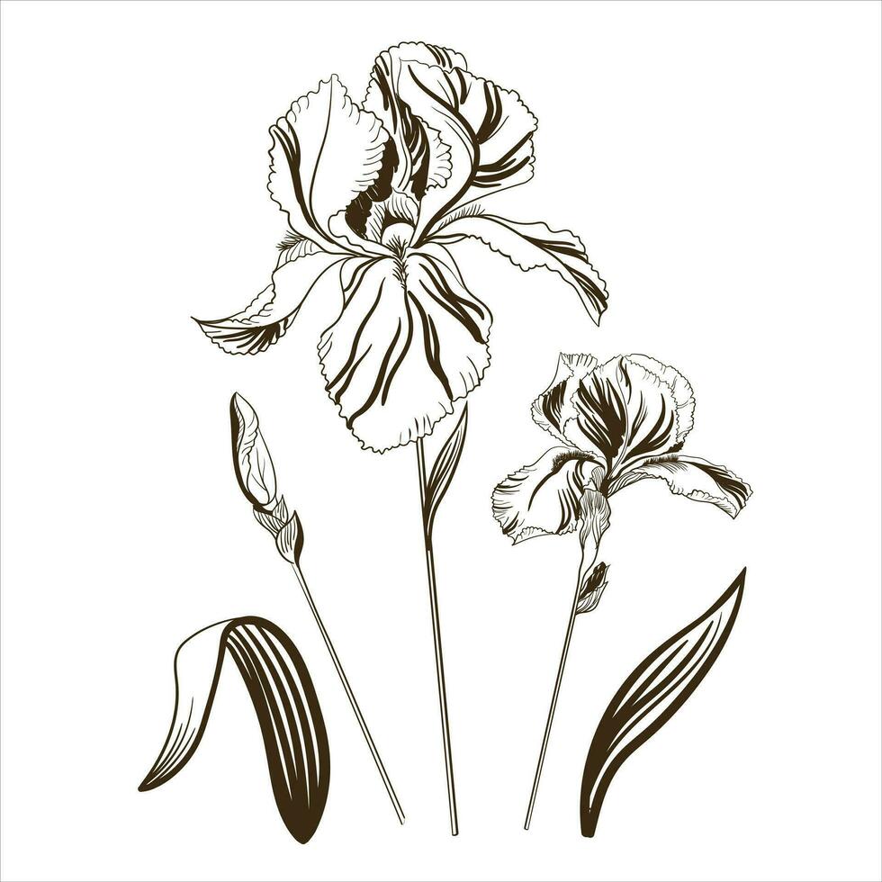 vector ilustración de un iris flor