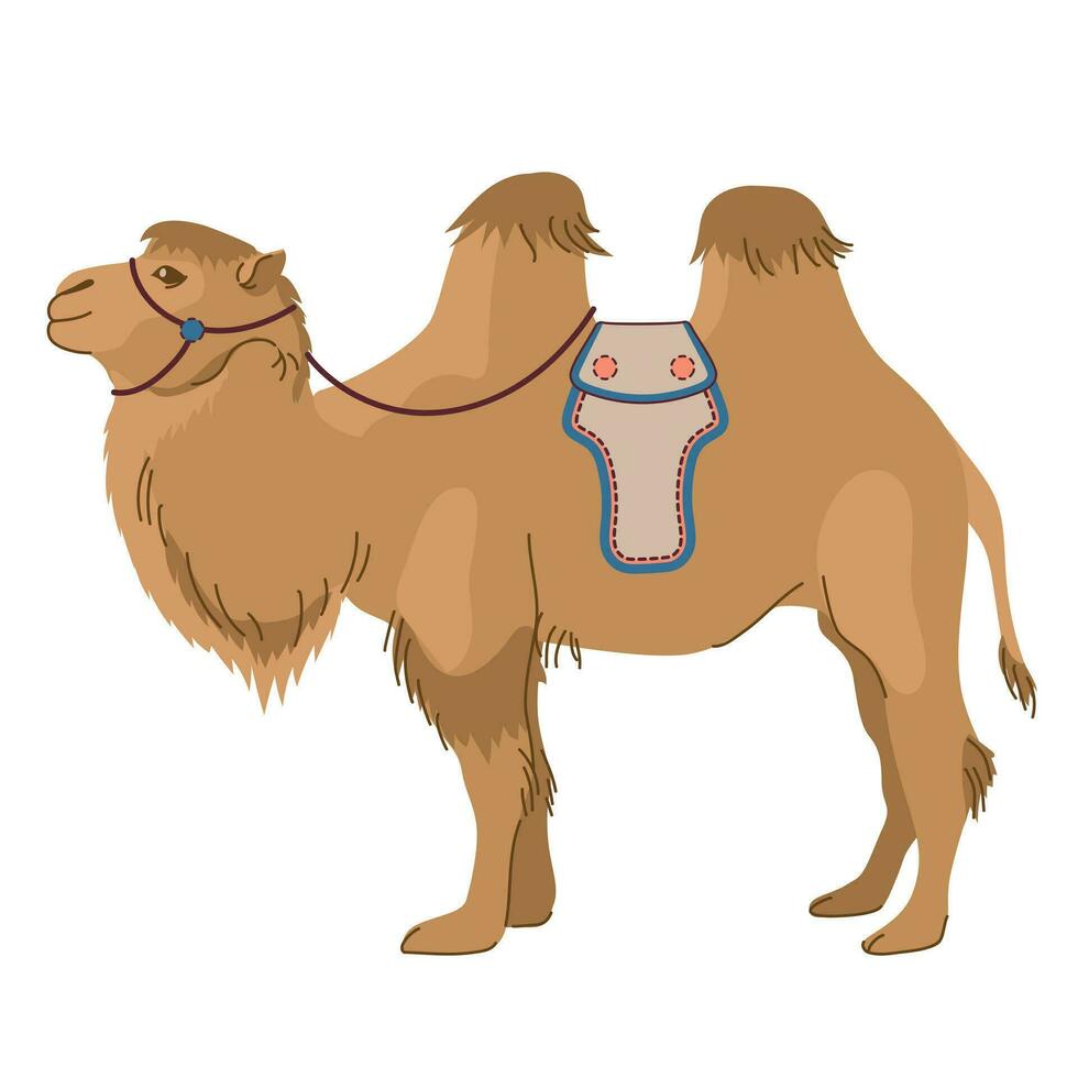 Mongolian camel - Bactrian. A pet common in Asia. Two-humped camel. Vector illustration. The mammal is used for travel, transport and tourism.