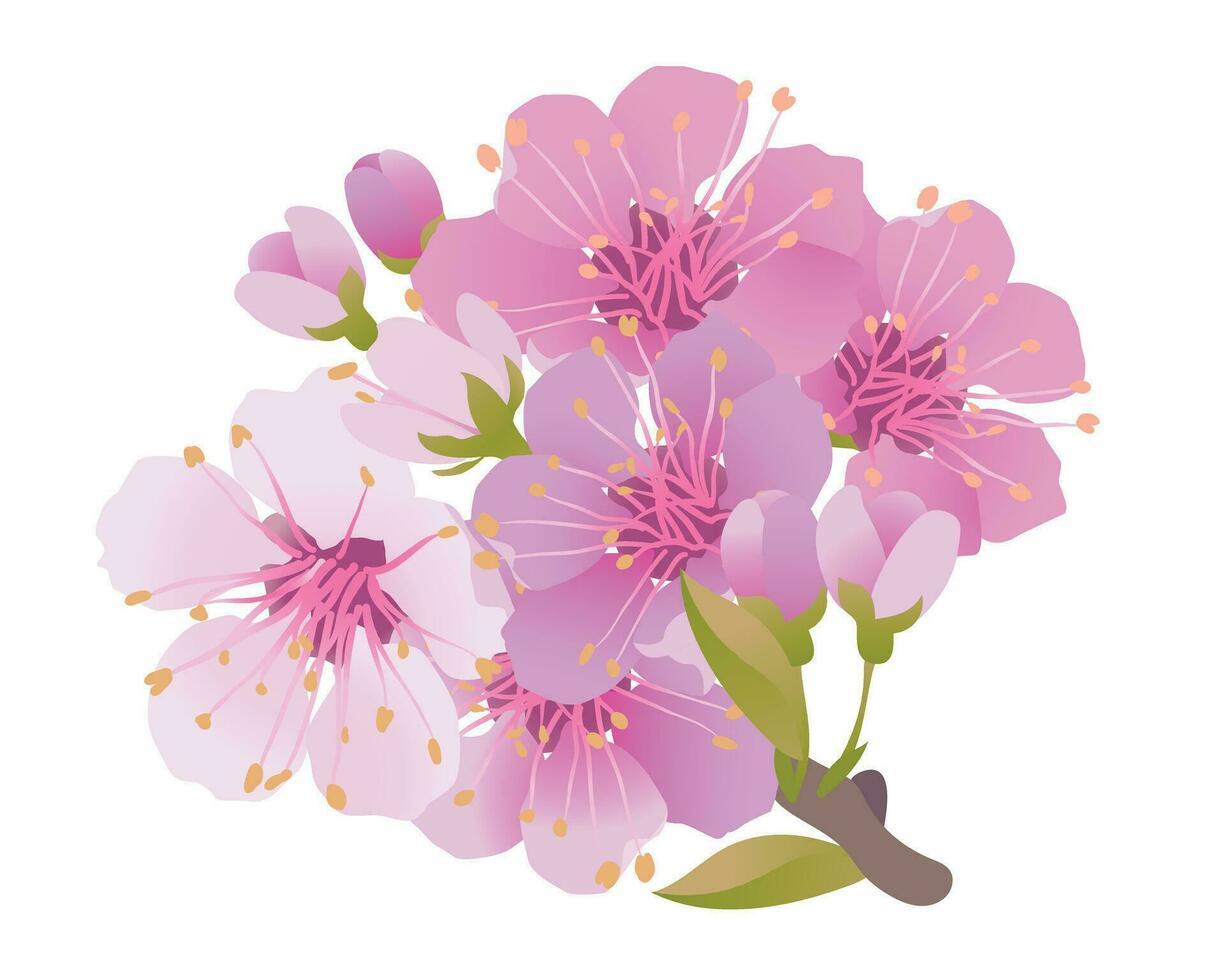 ramas de Cereza flores en un blanco antecedentes. para primavera saludo tarjetas y productos cosméticos embalaje. ramas con rosado sakura flores vector ilustración.