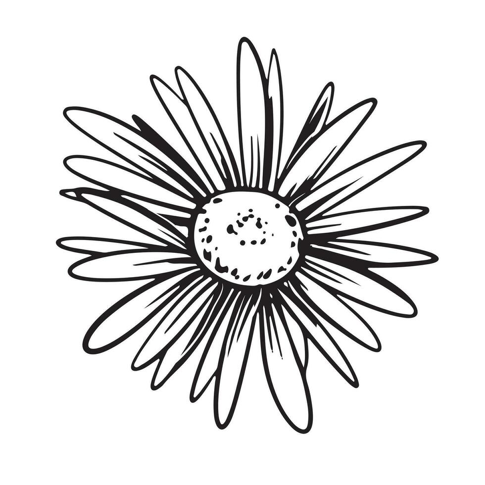 Chamomile hand drawn. Vector illustration. Chamomile head in line art style. Black and white engraving of a flower in sketch style.