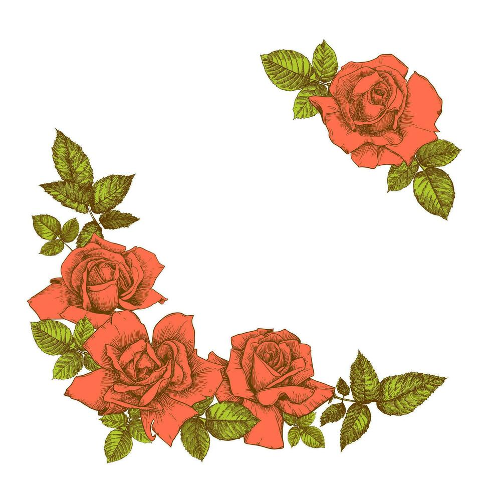 Roses. Hand drawn flower set vector