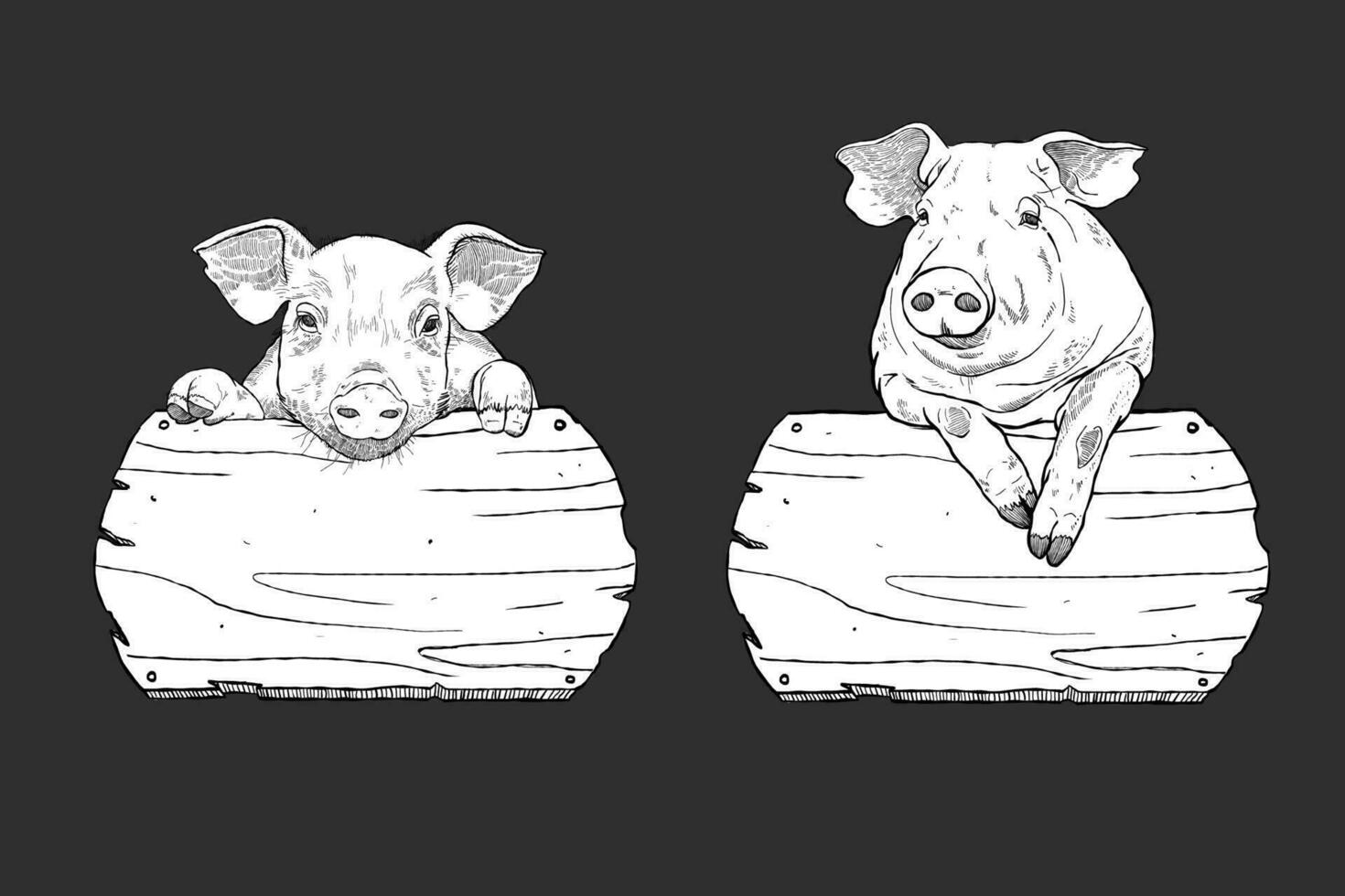 Blackboard drawings of isolated pigs on wooden boards - Black and White vector