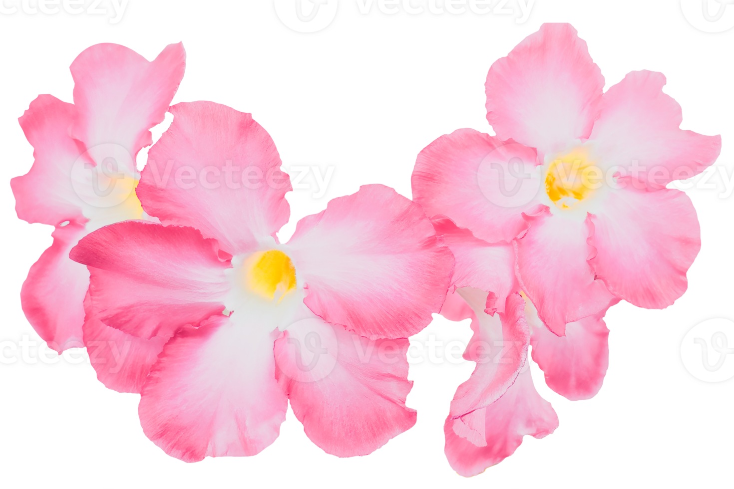 Bright pink adenium obesum isolated on white or transparent background. Beauty of tropical flowers and ornamental plants in nature. png