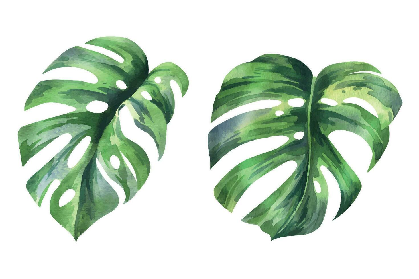 Tropical palm leaves, monstera bright juicy green. Hand drawn watercolor botanical illustration. Set of isolated elements vector