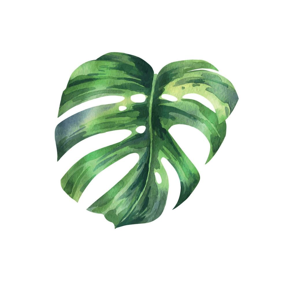 Tropical palm leaves, monstera bright juicy green. Hand drawn watercolor botanical illustration. Isolated element vector
