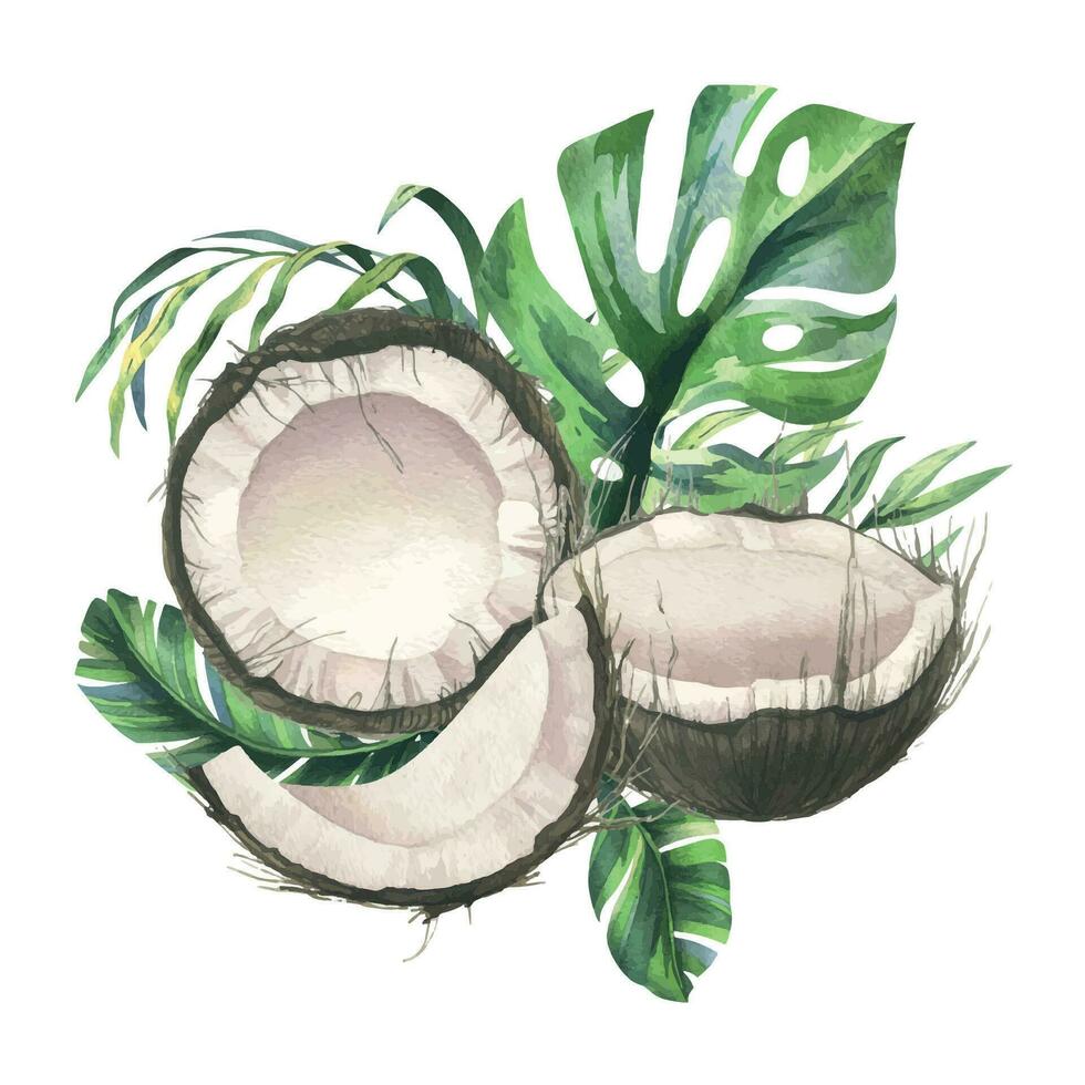 Coconuts whole, halves and pieces with bright, green, tropical palm leaves. Hand drawn watercolor illustration. Pre-made composition isolated from the background vector