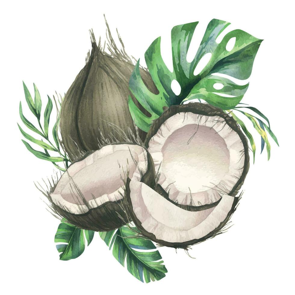 Coconuts whole, halves and pieces with bright, green, tropical palm leaves. Hand drawn watercolor illustration. Pre-made composition isolated from the background vector