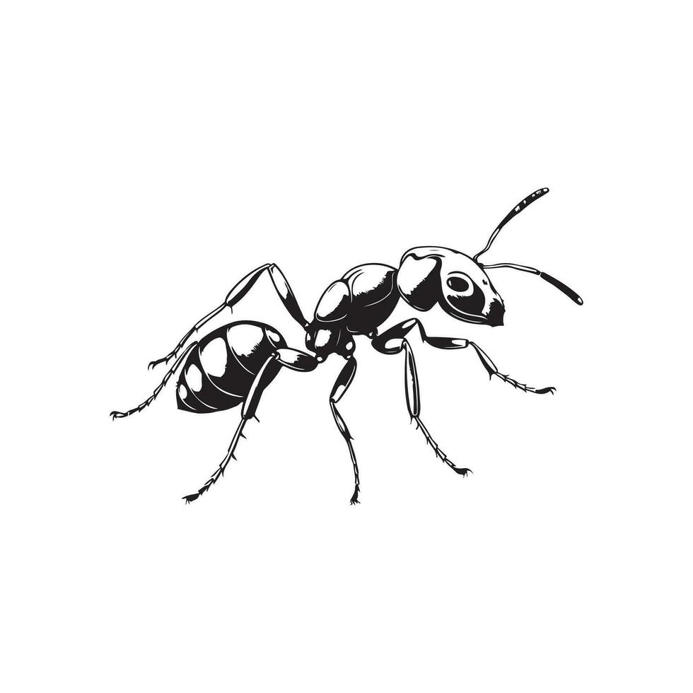 Ant Vector Art, Icons, and Graphics
