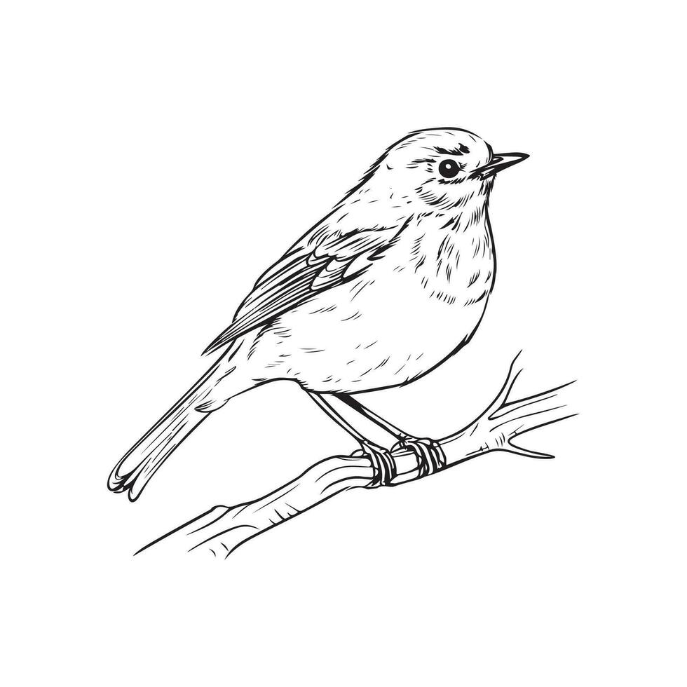 Robin pájaro vector imágenes