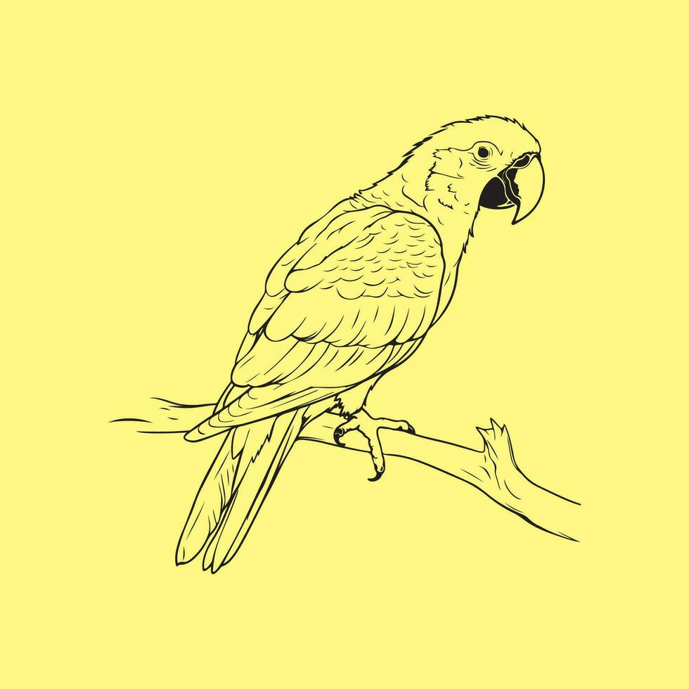 Parrot Vector Art, Icons, and Graphics