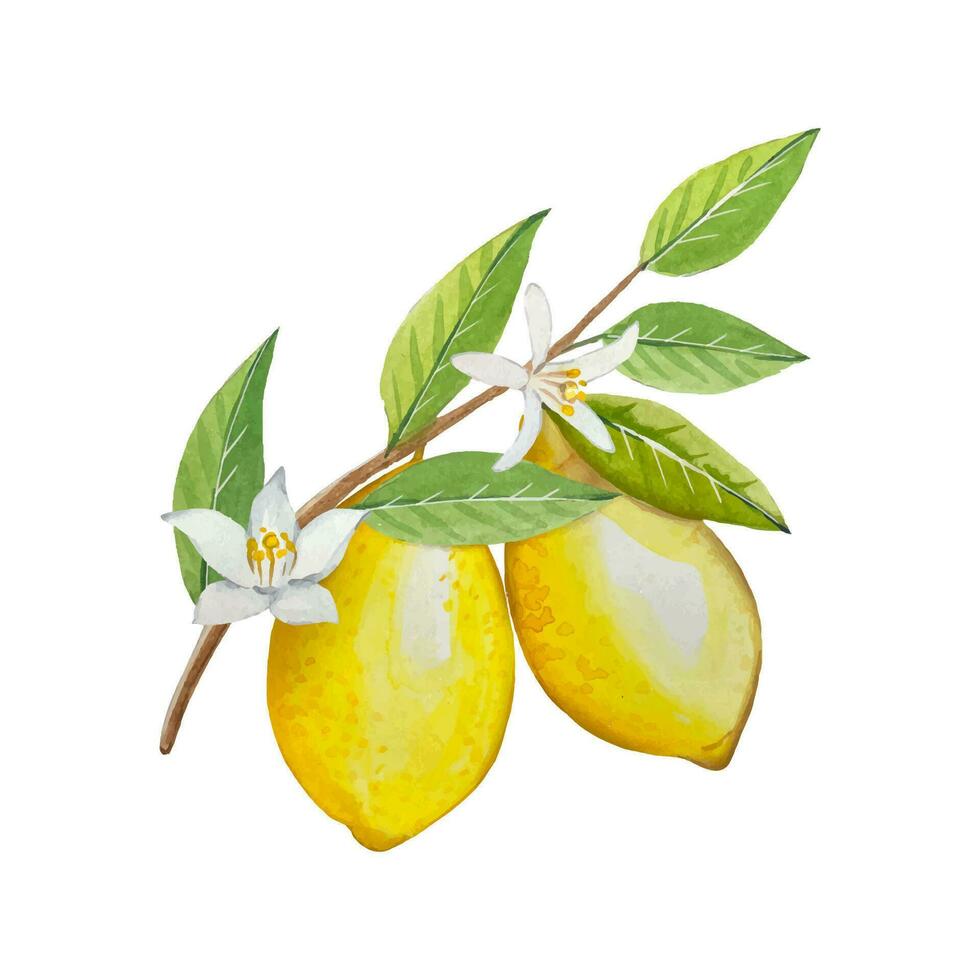Watercolor twig with ripe lemons and flowers, hand drawn illustration vector