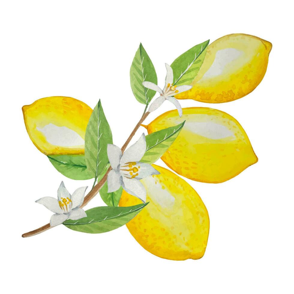 Watercolor twig with ripe lemons and flowers, hand drawn illustration vector
