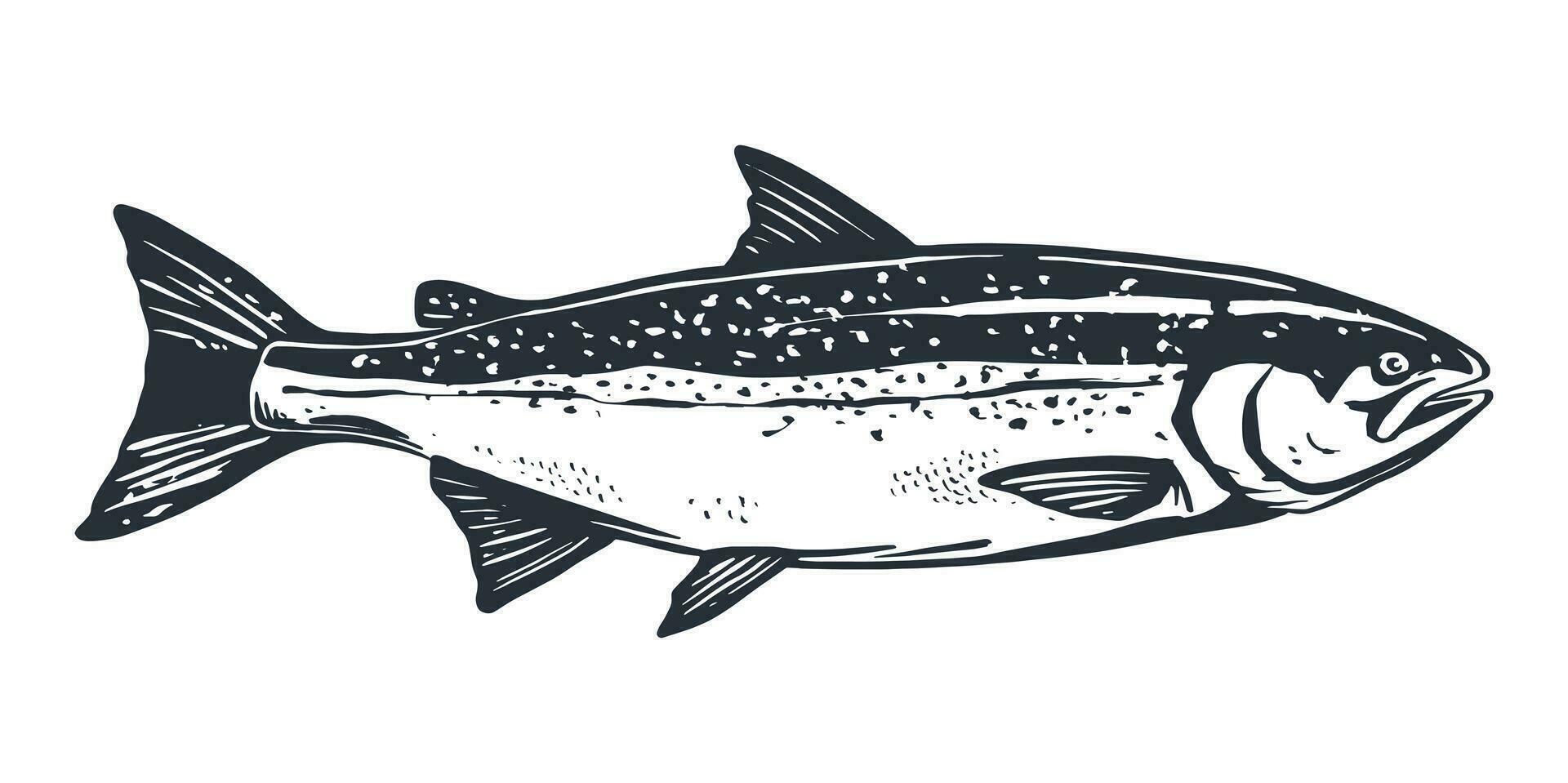 salmón pescado retro línea tinta bosquejo. negro y blanco mano dibujado vector ilustración de pescado aislado en blanco antecedentes.