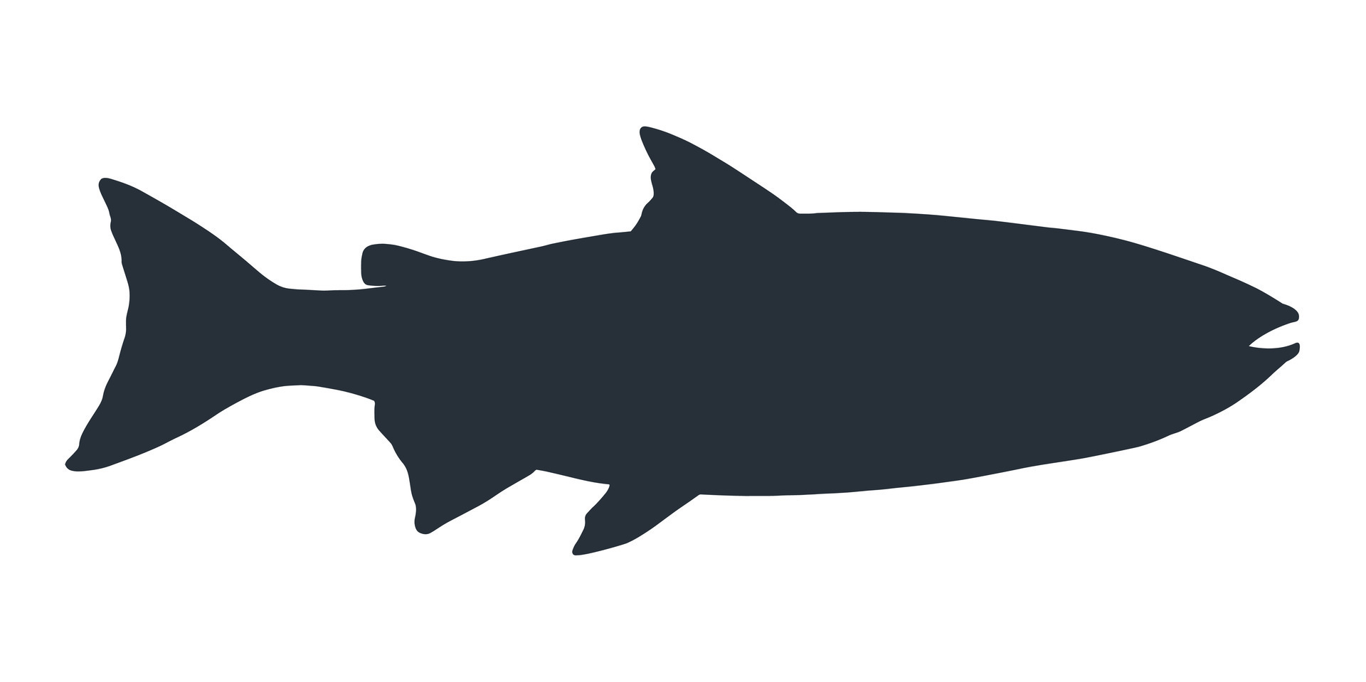 Salmon Fish Silhouette Hand Drawn Vector Illustration Of Fish Isolated Salmon Fish Silhouette Hand Drawn Illustration Of Fish Isolated On White Background Free Vector