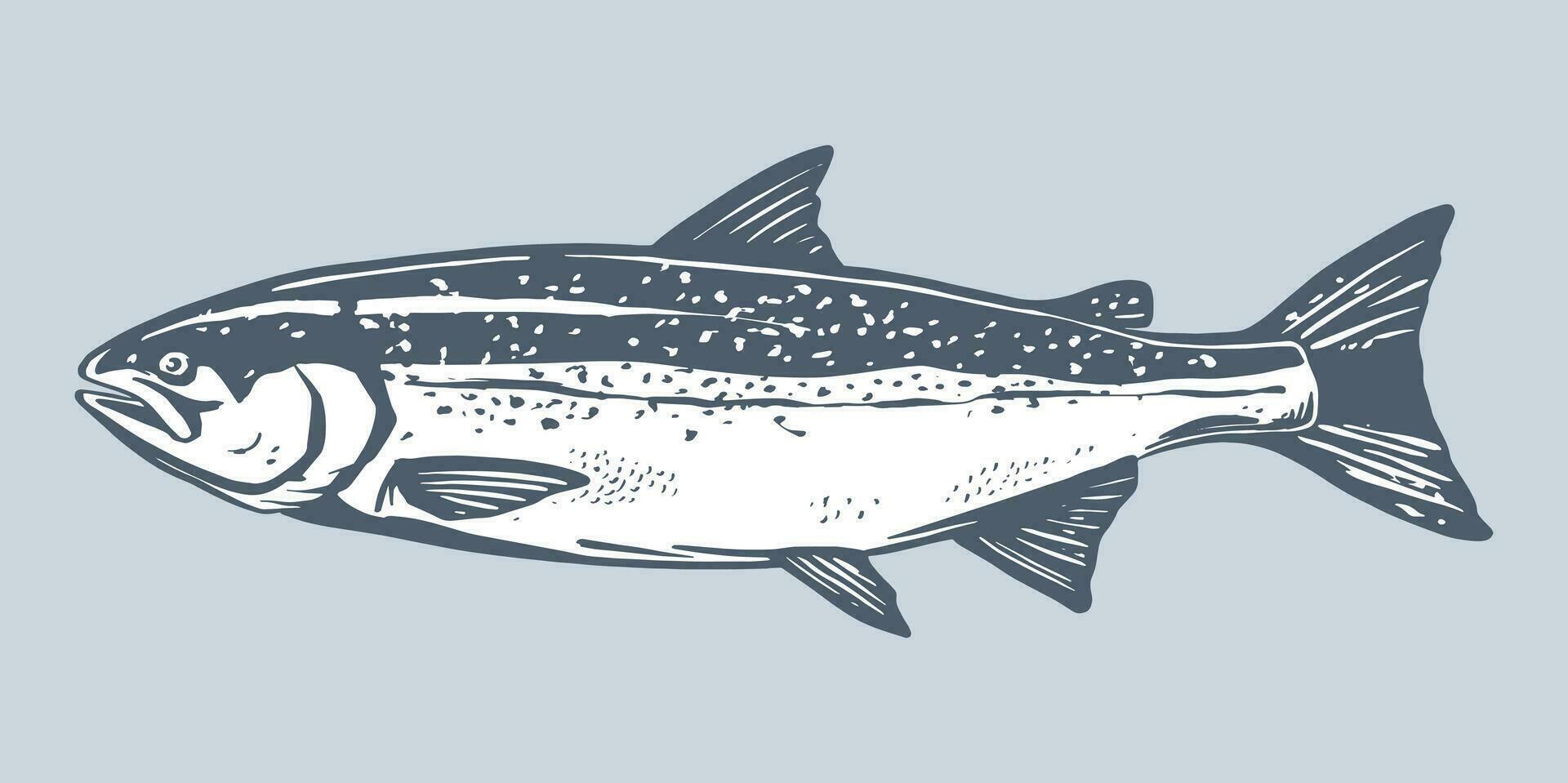 Salmon fish retro line ink sketch. Blue hand drawn vector illustration of fish isolated on white background.