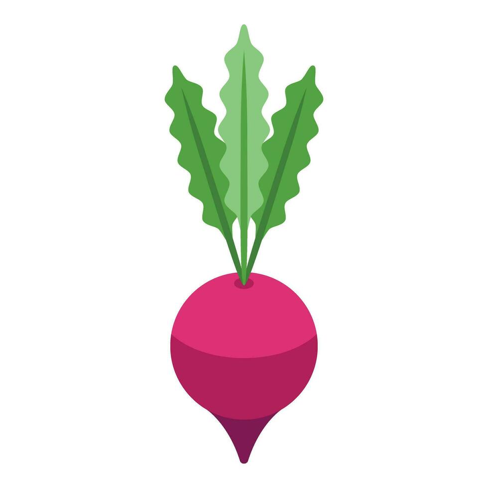 Red beet food icon isometric vector. Borsch ingredient vector