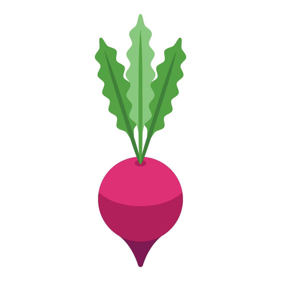 Red beet food icon isometric vector. Borsch ingredient vector