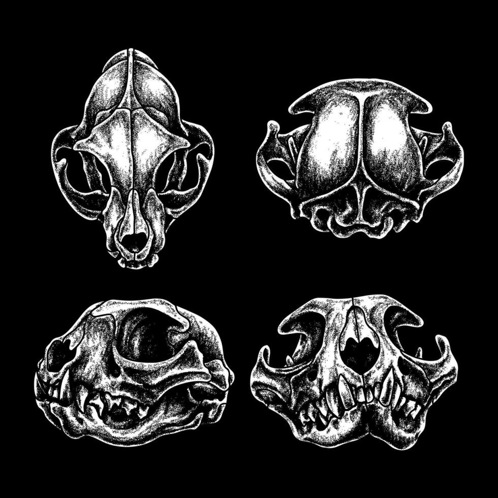 Vector cat skull cat silhouette vector illustration art