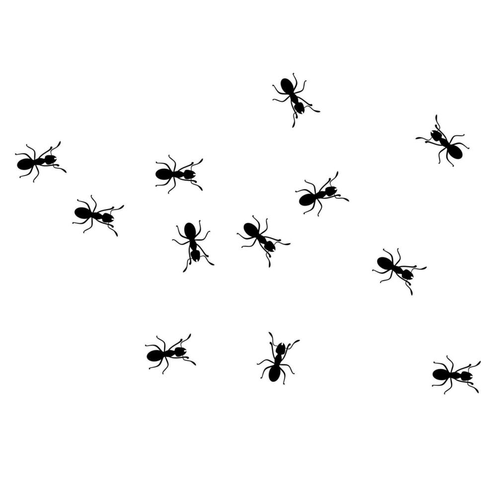 Vector illustration of a group of worker ants walking together on a white background. Black ants walking looking for food. Hard work concept.