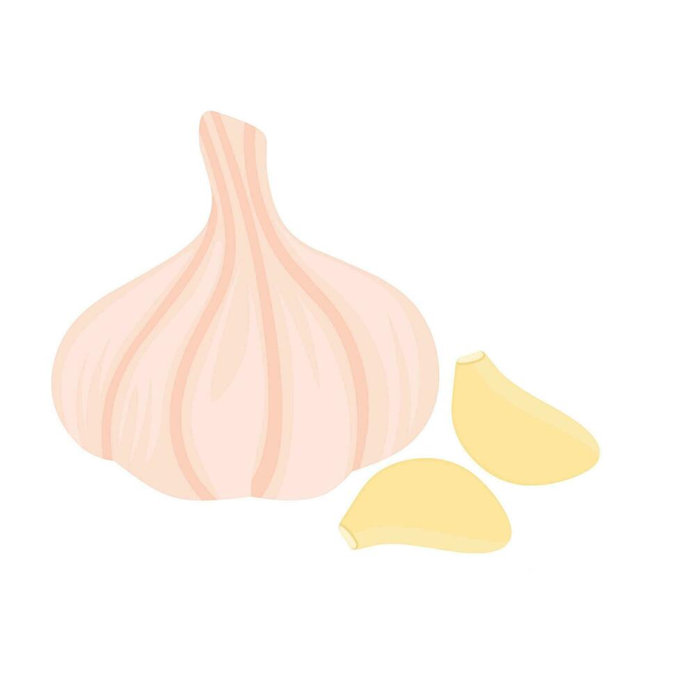Vector illustration of whole and peeled garlic. Kitchen spices isolated on white background. Suitable for cooking seasoning logos.