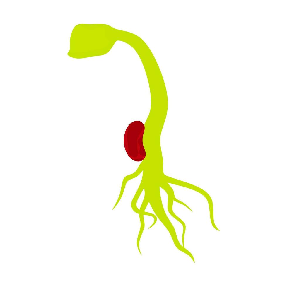 Vector illustration of red bean sprouts with green leaves. The beans begin to grow with roots. Isolated on white background.