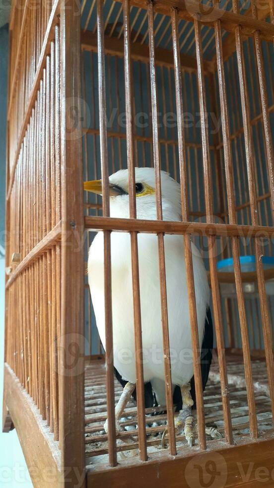 image of a bird in a cage photo