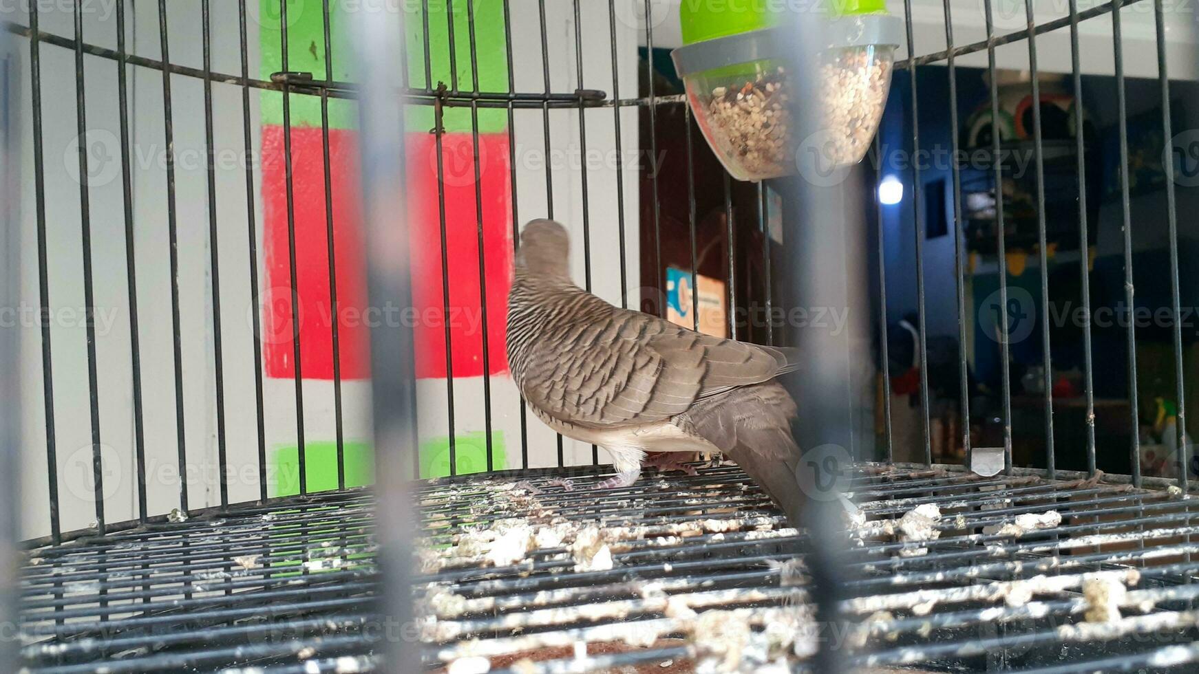 image of a bird in a cage photo