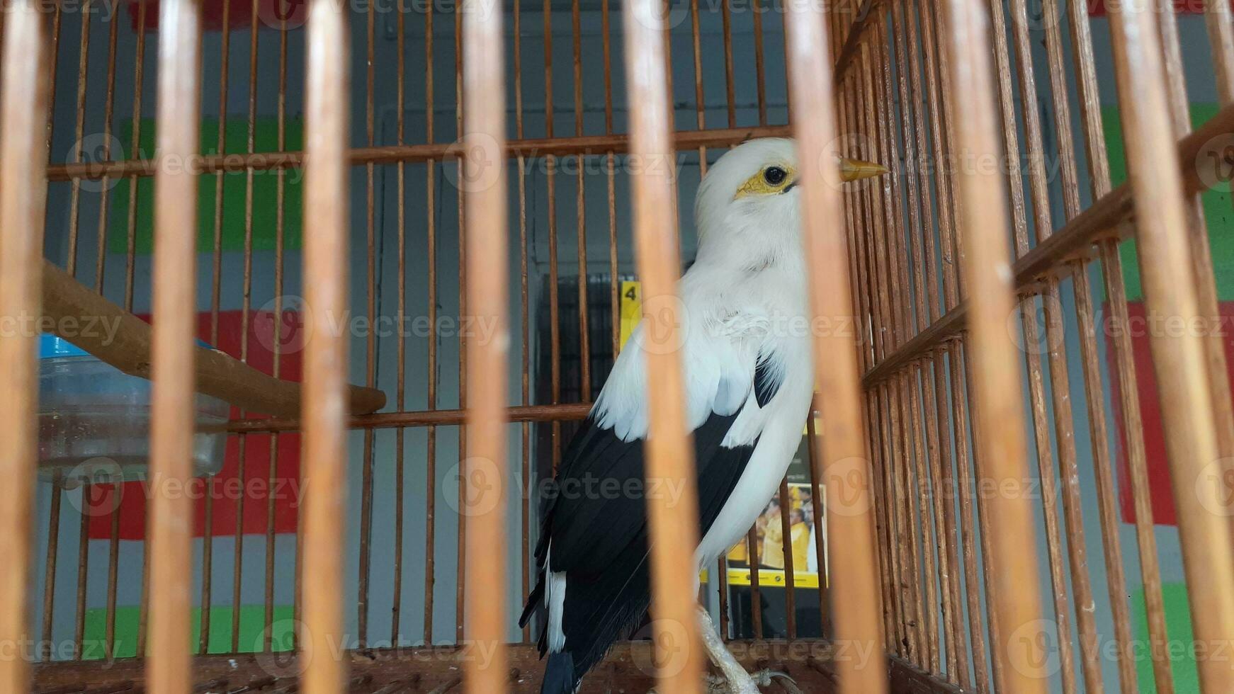 image of a bird in a cage photo