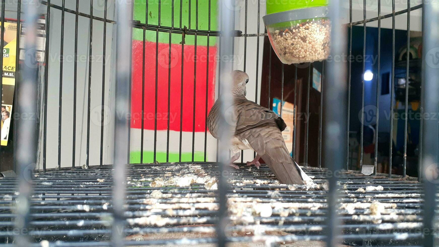 image of a bird in a cage photo