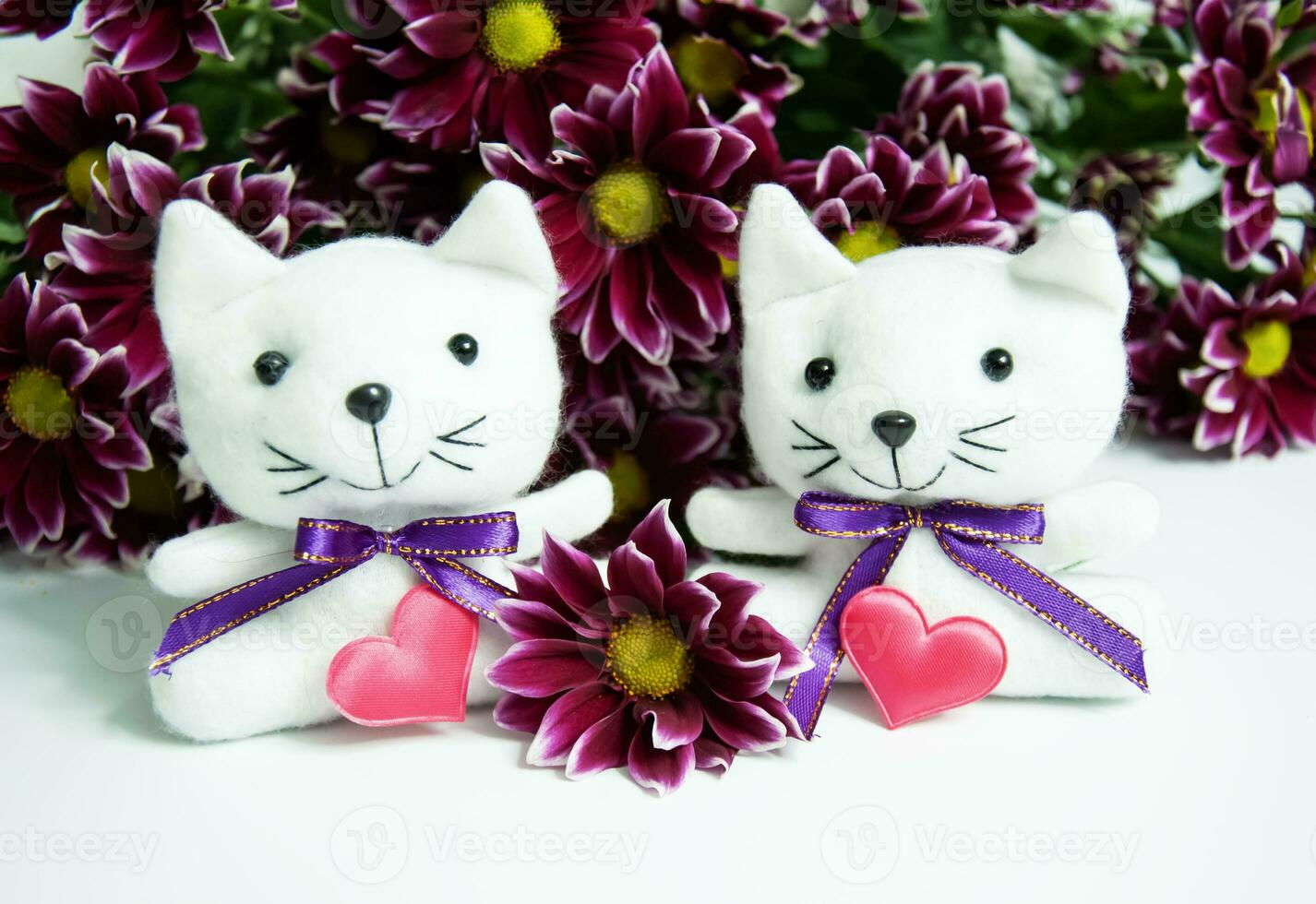White cat with red heart and purple chrysanthemum flowers photo
