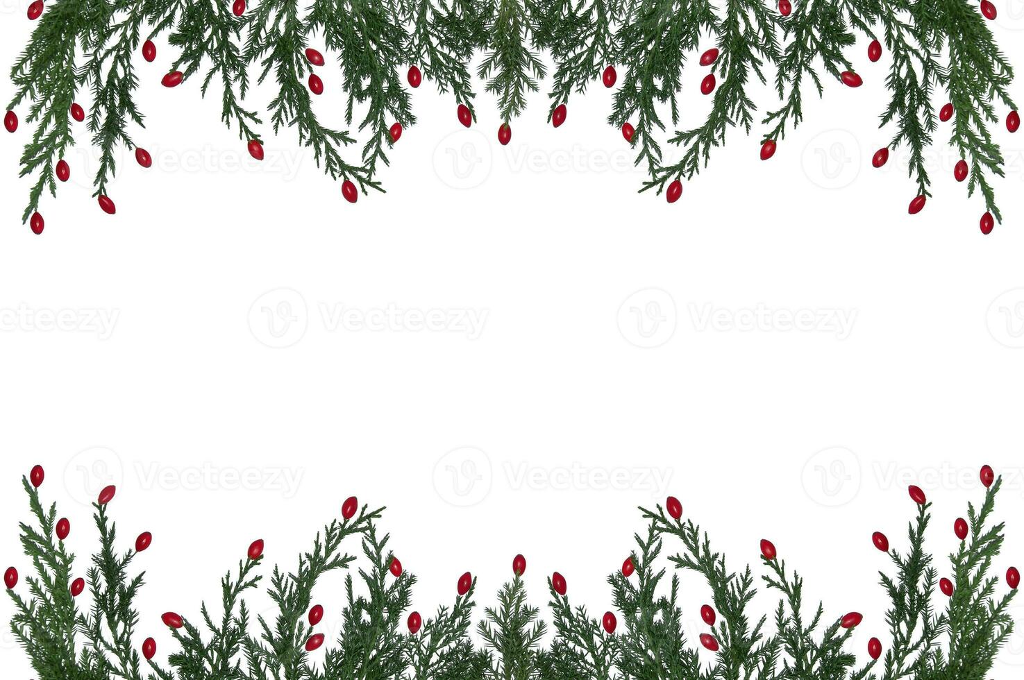 Branches of a natural Christmas tree with red barberry berries on a white background. Isolated image. Christmas tree branches frame photo