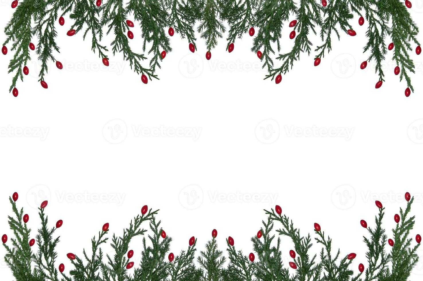 Branches of a natural Christmas tree with red barberry berries on a white background. Isolated image. Christmas tree branches frame photo