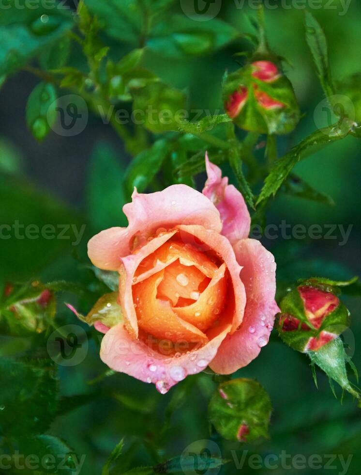 Pink rose with raindrops close-up in the garden. Sunny summer day after rain. photo