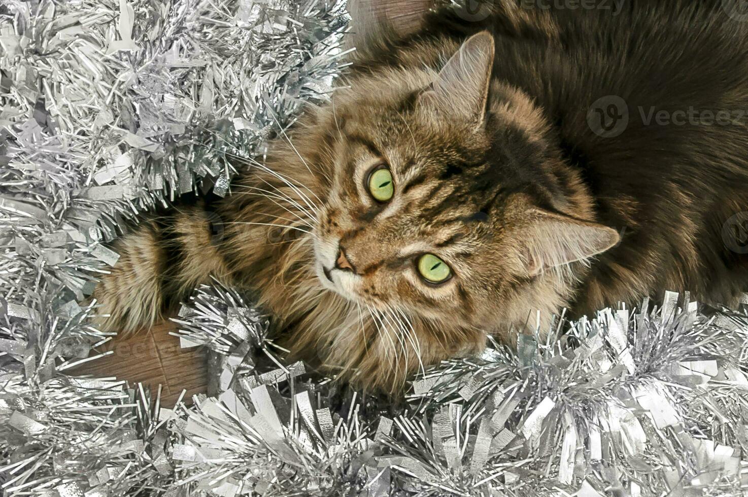 Beautiful brown Maine Coon cat near New Year's tinsel looks at the camera photo