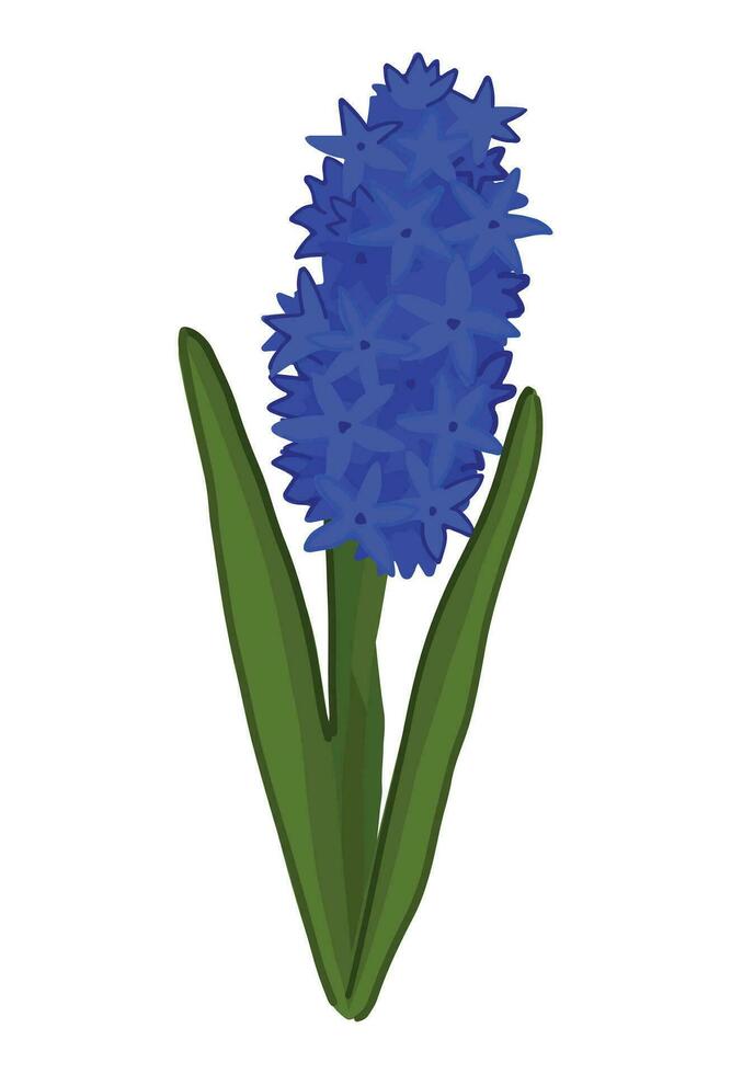 Hyacinth doodle. Spring time flower clipart. Cartoon vector illustration isolated on white background.