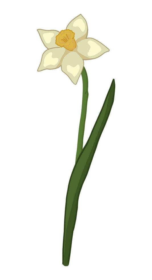 Narcissus doodle. Spring time flower clipart. Cartoon vector illustration isolated on white background.