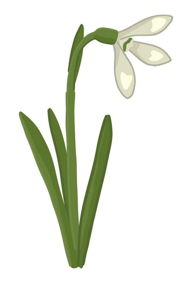 Snowdrop doodle. Spring time flower clipart. Cartoon vector illustration isolated on white background.