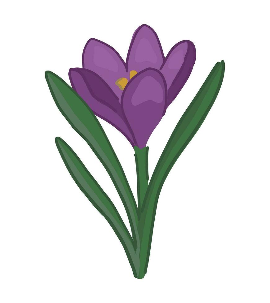azafrán garabatear. primavera hora flor clipart. dibujos animados vector ilustración aislado en blanco antecedentes.