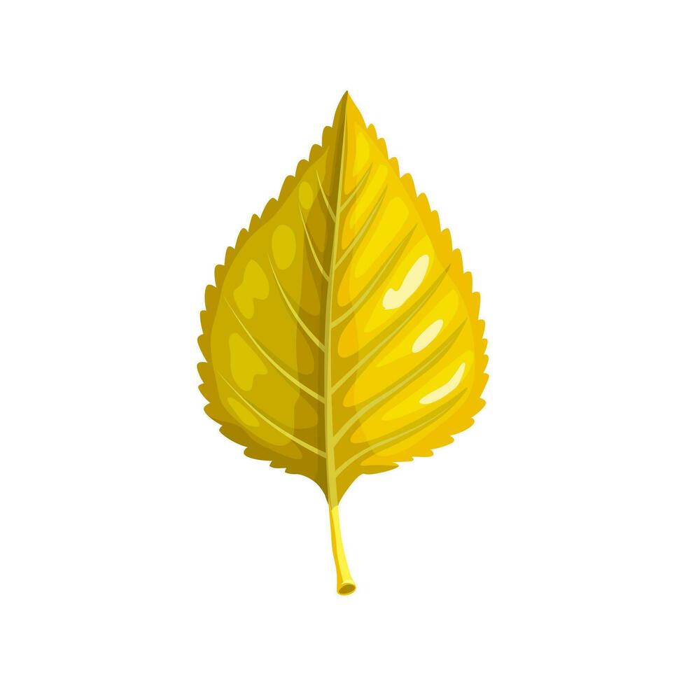 Yellow birch leaf, isolated cartoon vector foliage