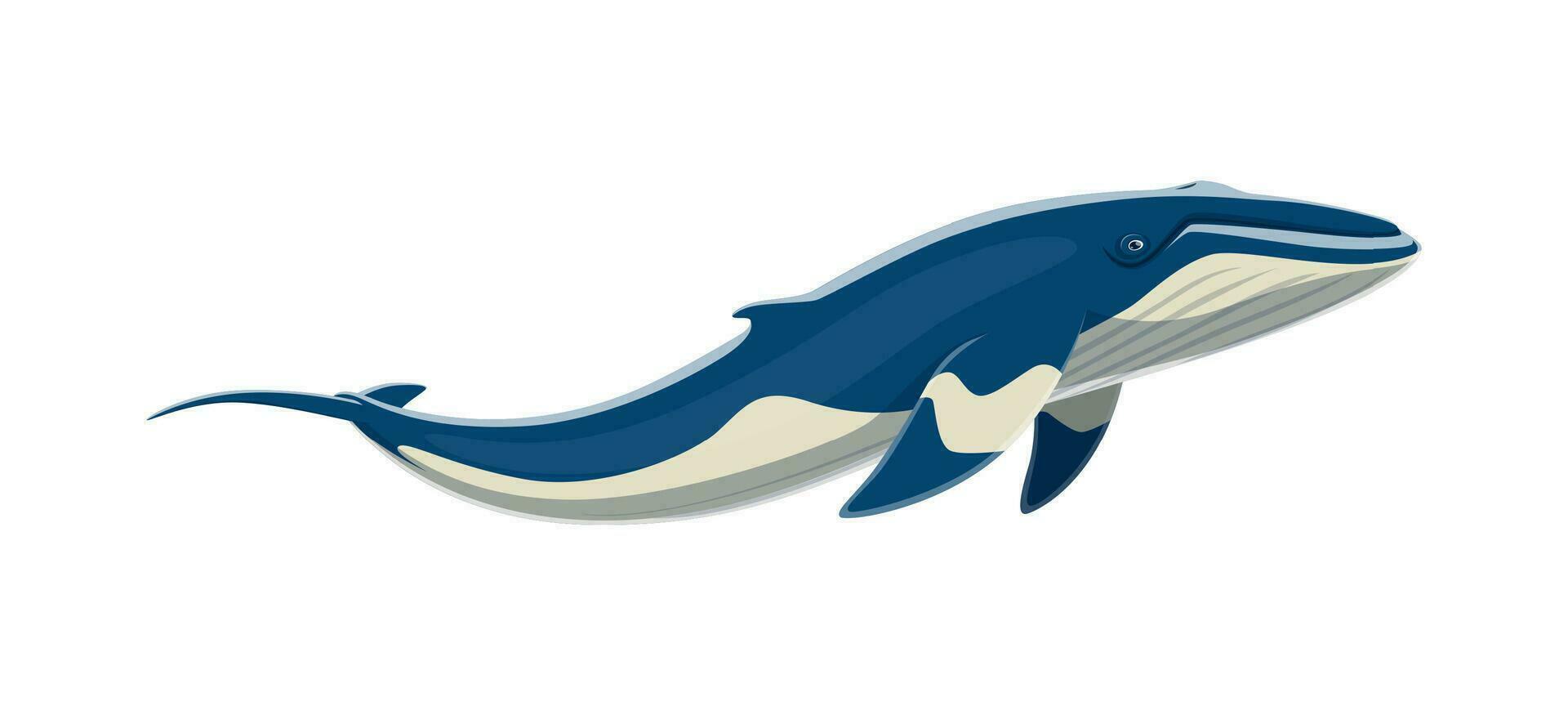 Humpback whale animal, huge marine creature vector