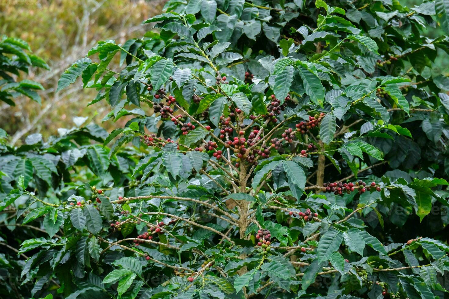 Coffee bushes ripen in the mountains of Thailand ready to be harvested with green and red coffee cherries. Arabica coffee beans ripening on tree in in organic coffee plantation. photo