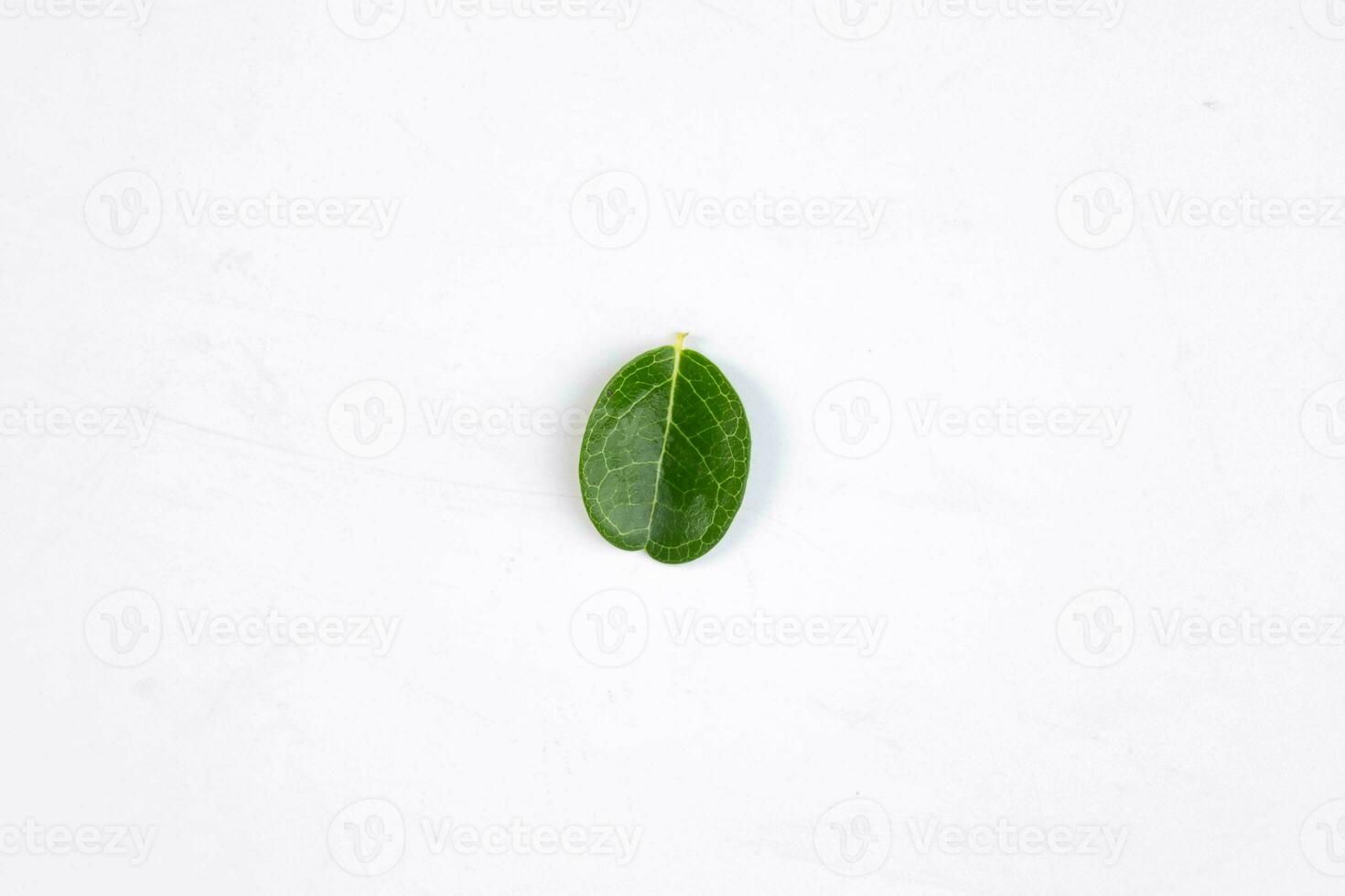 One green leaf of a tropical tree isolated on white background. photo