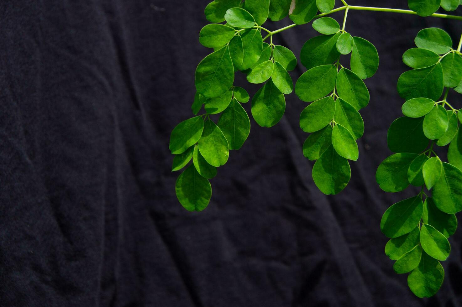 Moringa leaves on a black background photo