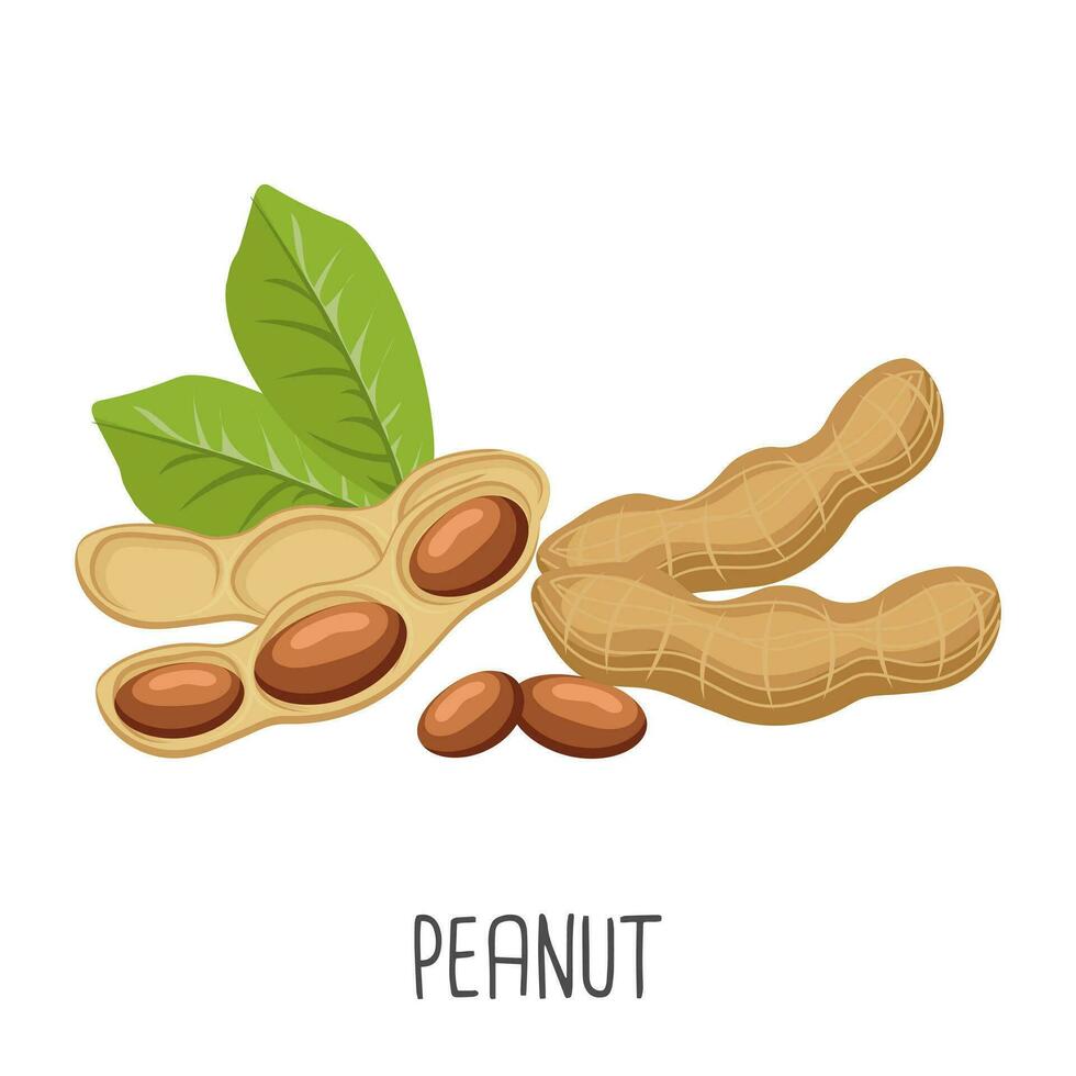 Peanut seeds and peanut plant. Peanuts in pods. Food illustration, vector